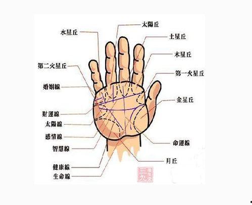 断掌手图片,独特掌纹背后的神秘传说与科学解析